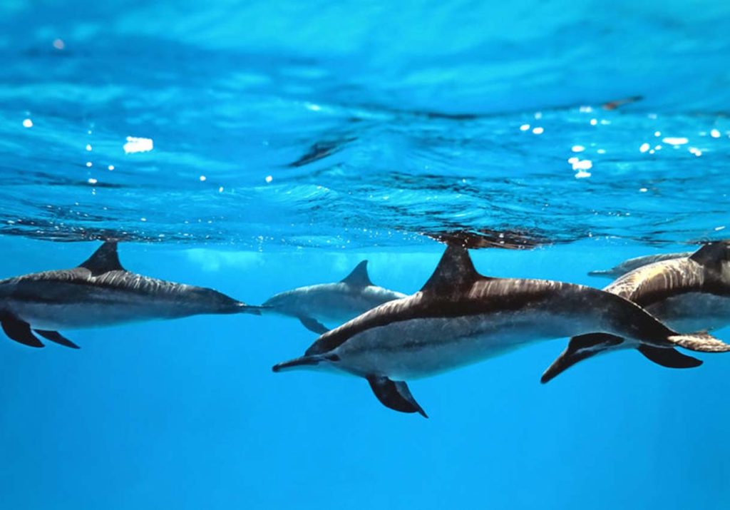 Maldives Dolphin Conservation Project: Immersive Encounters with Adorable Marine Life